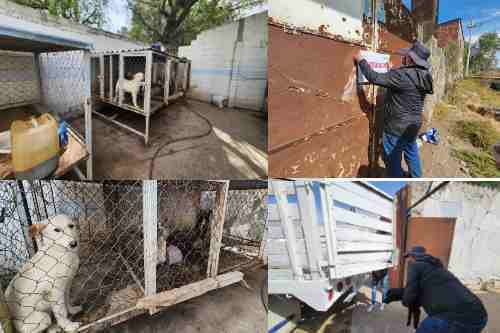 Clausura PROPAEM Centro Canino de Zumpango; había 38 caninos hacinados